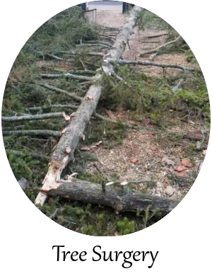 tree surgery